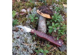 Sieniveitsien arvostelu. Sienien poiminnan säännöt Suomessa.